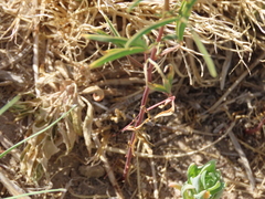 Cleomella plocasperma