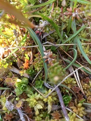 Gentiana douglasiana