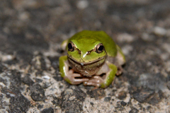 Hyla japonica