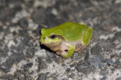 Hyla japonica