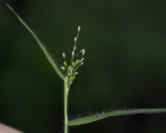 Dichanthelium implicatum