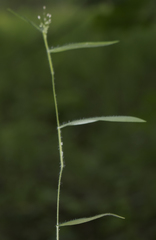 Dichanthelium implicatum