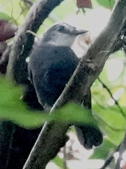Lunulated Antbird (Oneillornis lunulatus)
