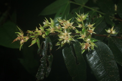 Myrcia bracteata