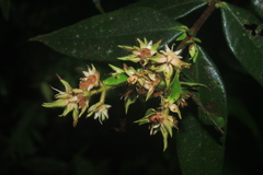 Myrcia bracteata