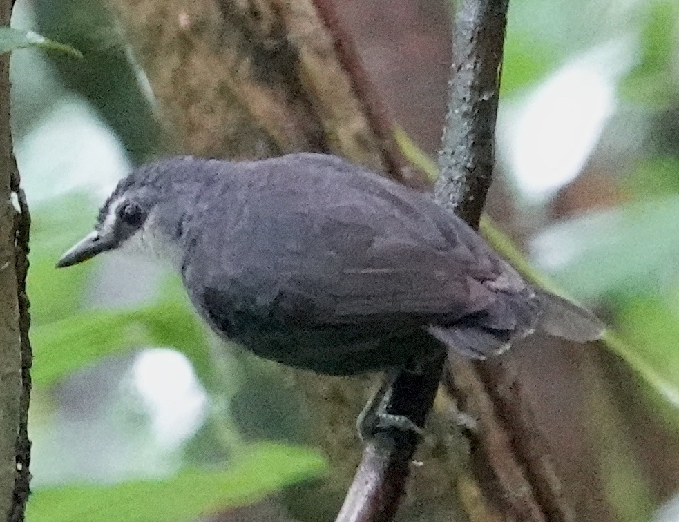 Lunulated Antbird photo