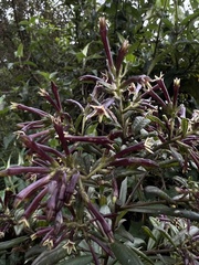 Cestrum buxifolium
