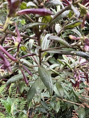 Cestrum buxifolium