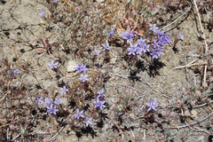 Eriastrum pluriflorum