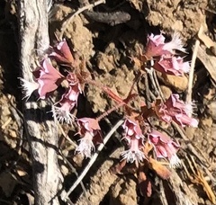 Sidotheca emarginata