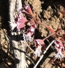 Sidotheca emarginata