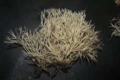 Clavulina connata