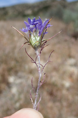 Eriastrum pluriflorum