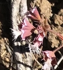 Sidotheca emarginata