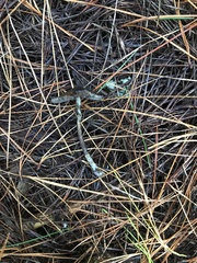 Psilocybe aucklandiae