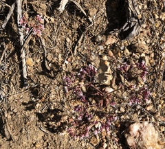 Sidotheca emarginata