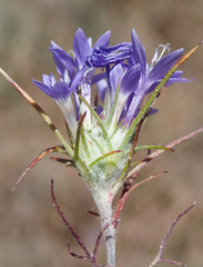 Eriastrum pluriflorum