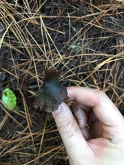 Psilocybe aucklandiae