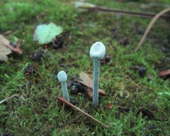 Hypomyces papulasporae