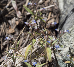 Collinsia torreyi wrightii