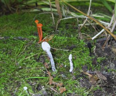 Hypomyces papulasporae