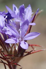 Eriastrum pluriflorum