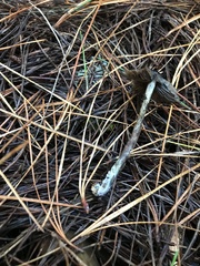 Psilocybe aucklandiae