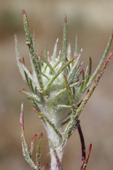 Eriastrum pluriflorum