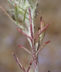 Eriastrum pluriflorum