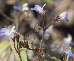 Collinsia torreyi wrightii