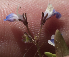 Collinsia torreyi wrightii
