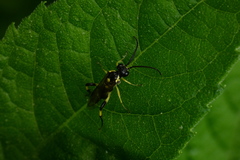 Macrophya alba