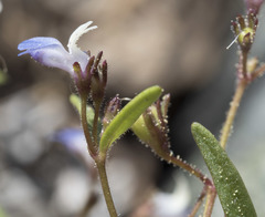Collinsia torreyi wrightii