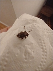 Podisus serieventris