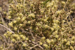 Baccharis pteronioides