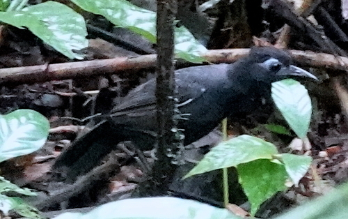 Sooty Antbird (Hafferia fortis), photo 3