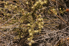 Baccharis pteronioides