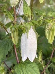 Campanula punctata