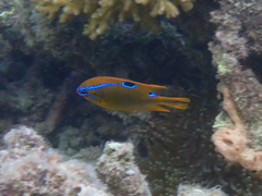 Neoglyphidodon polyacanthus