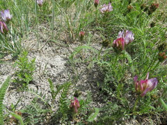 Astragalus agrestis