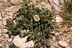 Chamaesaracha pallida