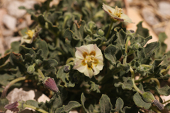 Chamaesaracha pallida