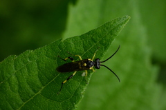 Macrophya alba