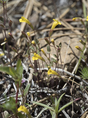 Erythranthe pulsiferae