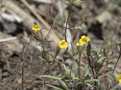 Erythranthe pulsiferae