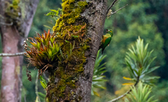 Leptosittaca branickii