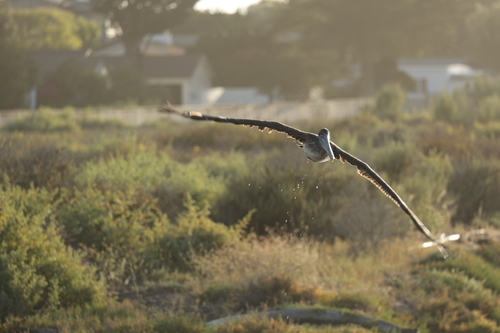 iNaturalist observation photo of California Brown Pelican