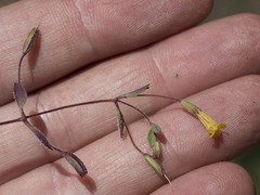 Erythranthe pulsiferae