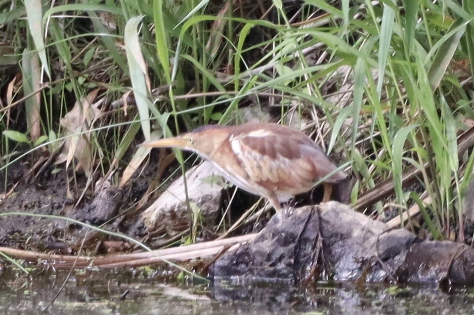 Least Bittern from Holmes Lake, Lincoln, NE, US on May 21, 2022 at 04