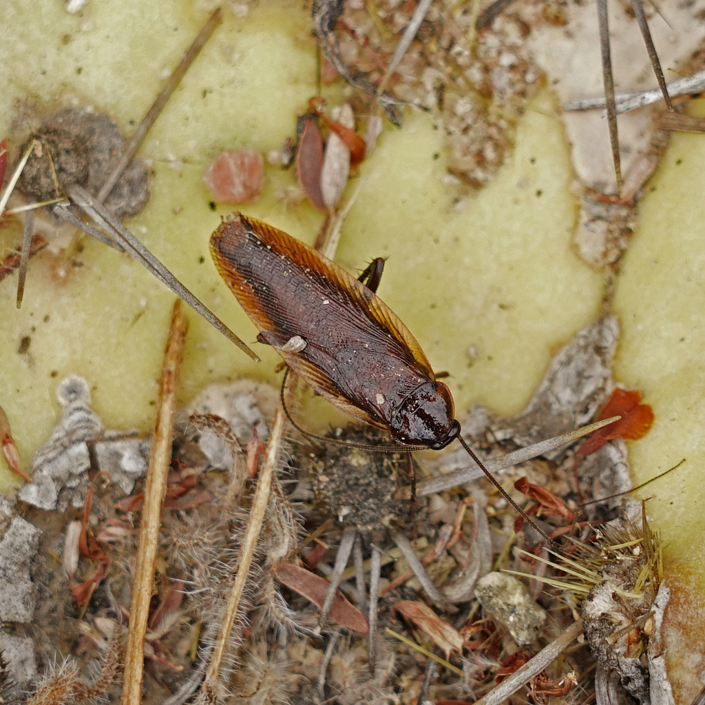 Western Wood Cockroach from 18751 Laguna Canyon Rd, Laguna Beach, CA 92651, USA on May 21, 2022